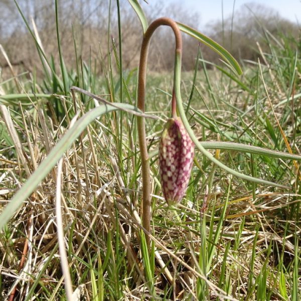 Auf der Wanderung entdeckt_eine Schachbrettblume