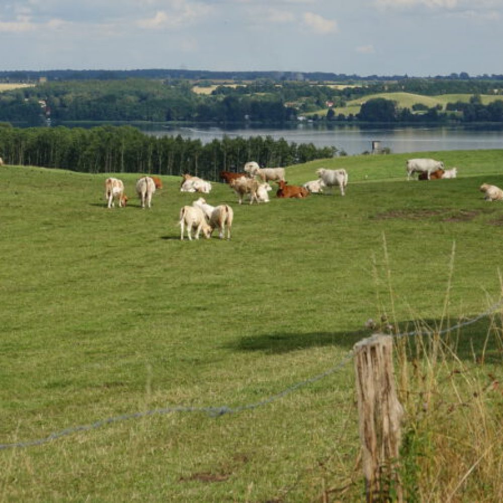 Blick von Alt Rehse auf den Tollensesee