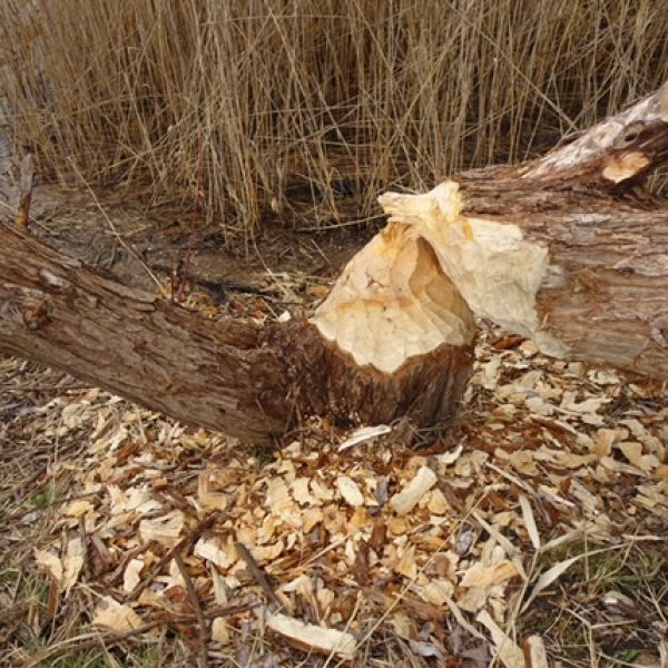 Der Biber hat einen Baum gefällt