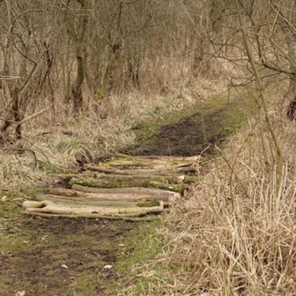 Der teilweise sumpfige Wanderweg wird von fleißigen Heinzelmännchen gangbar gehalten