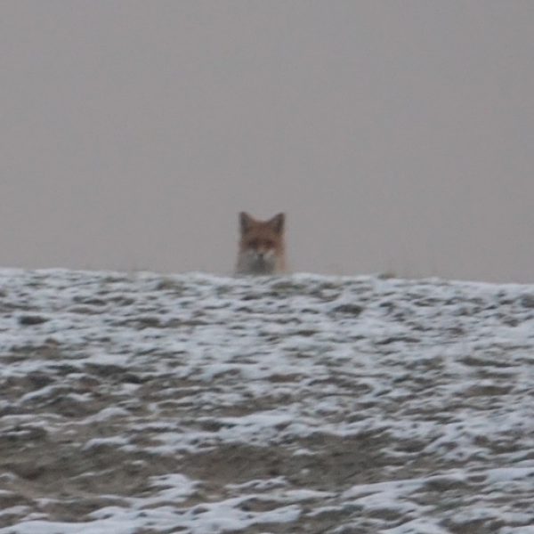 Ein Fuchs beobachtet uns von einem weit entfernten Hügel
