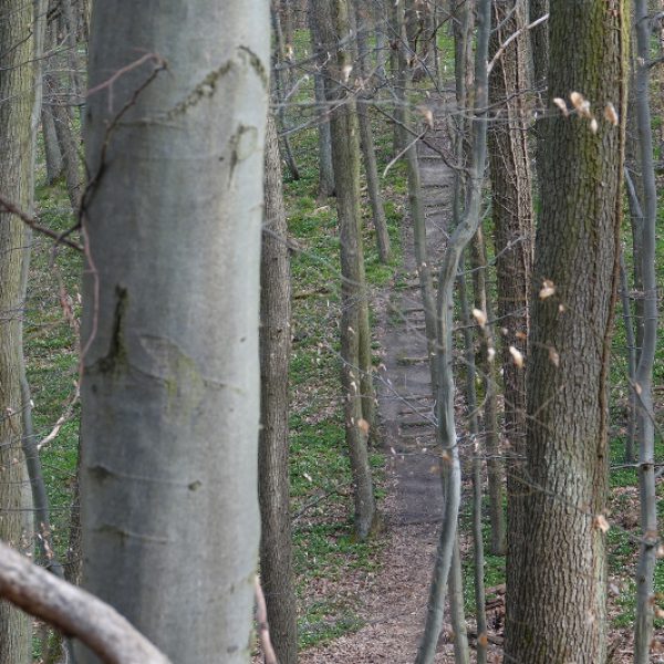 Große Treppe auf dem schwarzen Nordic_Walking_Pfad