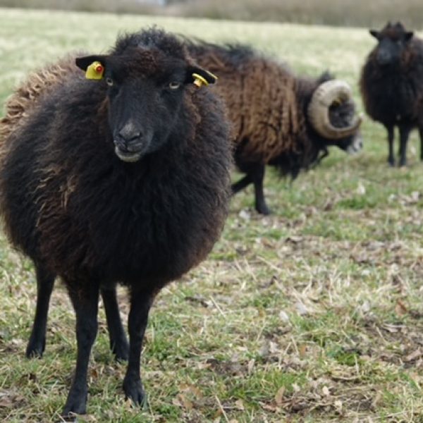 neugierige Schafe kommen gerne an den Koppelzaun