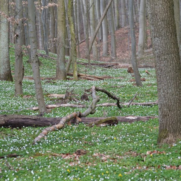 weißer Anemonen- Blütenteppich