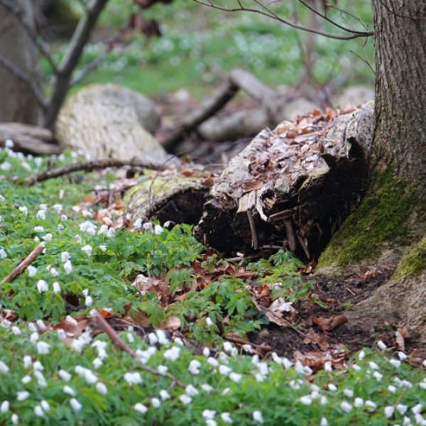 zum natürlichen Wald gehört auch Totholz